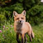 Golf Course Open 2025